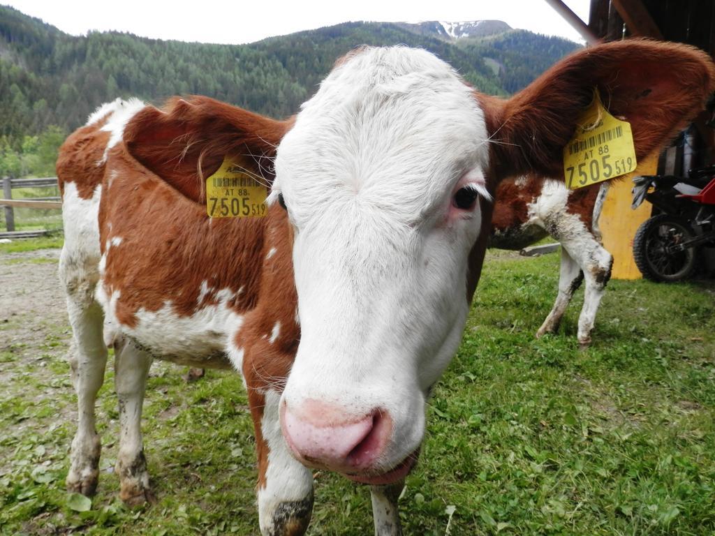 Hansalgut Hintergöriach Dış mekan fotoğraf
